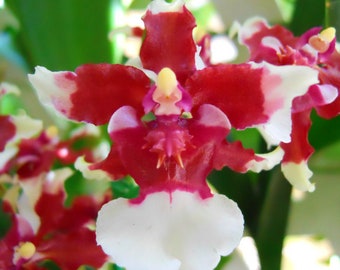 Oncidium Sharry baby &quot;Sweet fragrance&quot; chocolate Fragrant  orchid 4 inch pot