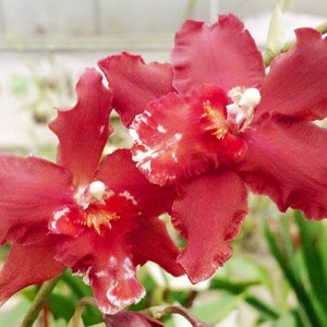 Oncidium orchid &quot;Red Silk&quot; mature size Live  plant 4 inch Pot