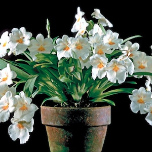 Oncidium Orchid live plant~Miltonia~Miltoniopsis Sun glow amazing white flowers