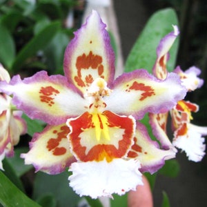 Wilsonara Orchid &quot;Puppy pleasures&quot; LARGE size~Oncidium Orchid live plant