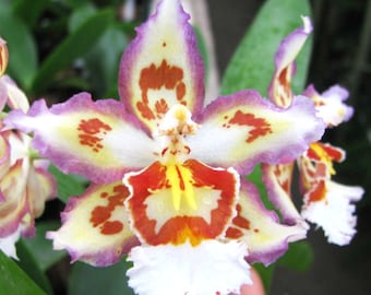 Wilsonara Orchid &quot;Puppy pleasures&quot; LARGE size~Oncidium Orchid live plant