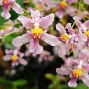 Oncidium orchid &quot;Rosy Sunset&quot;~miniature Orchid live plant~Sweet Fragrant 4 inch pot
