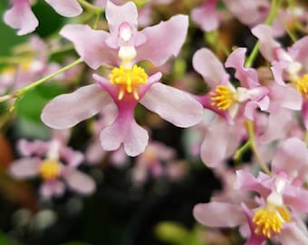 Oncidium orchid &quot;Rosy Sunset&quot;~miniature Orchid live plant~Sweet Fragrant 4 inch pot
