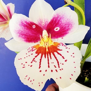 Oncidium Orchid live plant~Miltonia~Miltoniopsis Brockton white flowers