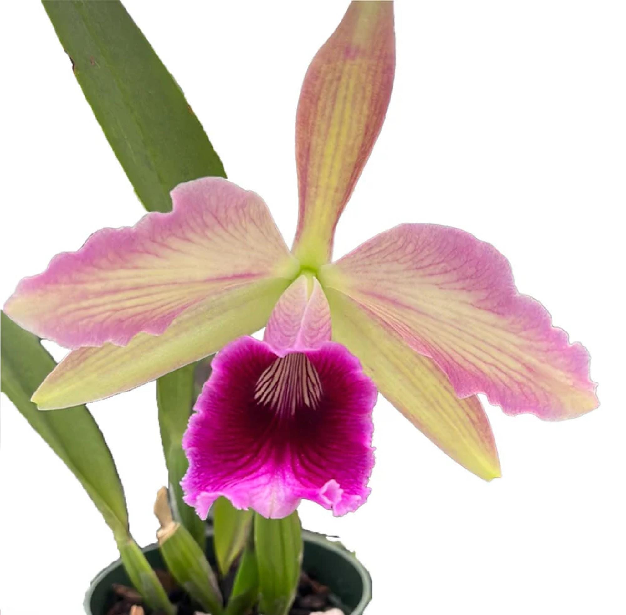 Rare cattleya Orchid Pacavia 2 inch pot-Laelia tenebrosa x laelia purpurata