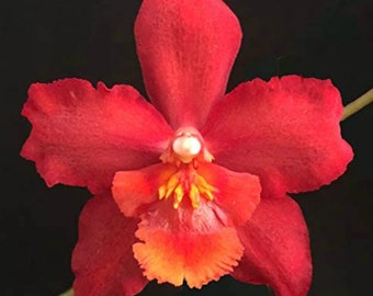 Oncidium Orchid Wilsonara Red Stars ‘Rooster&quot; SEEDLING size~ live plant