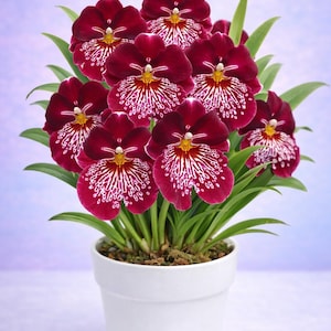 Oncidium Orchid live plant~Miltonia~Miltoniopsis Breathless florence red flowers