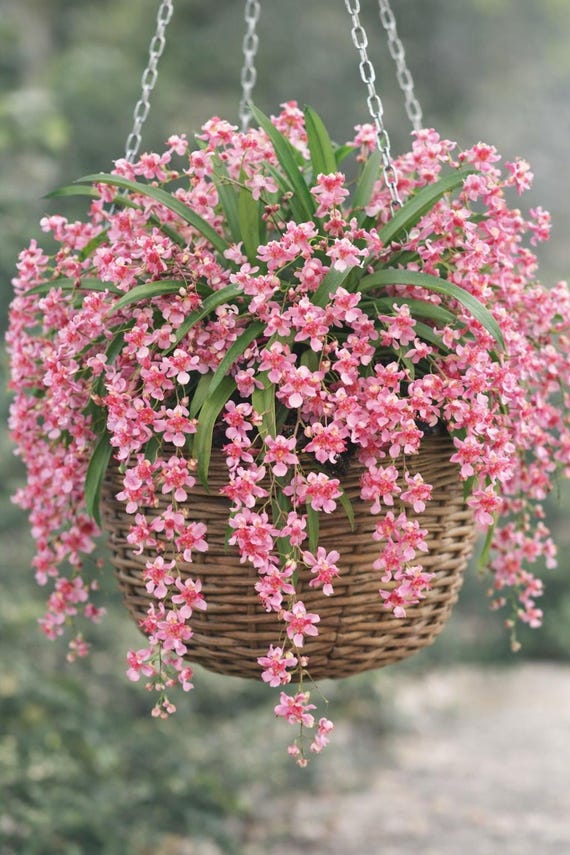 Oncidium Orchid Pacific Sunrise 
