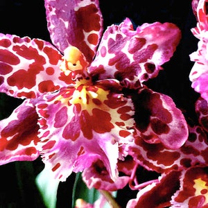 Wilsonara Orchid eye candie &quot;Pinkie&quot; ~orchid live plant~Oncidium~Fragrant Orchid