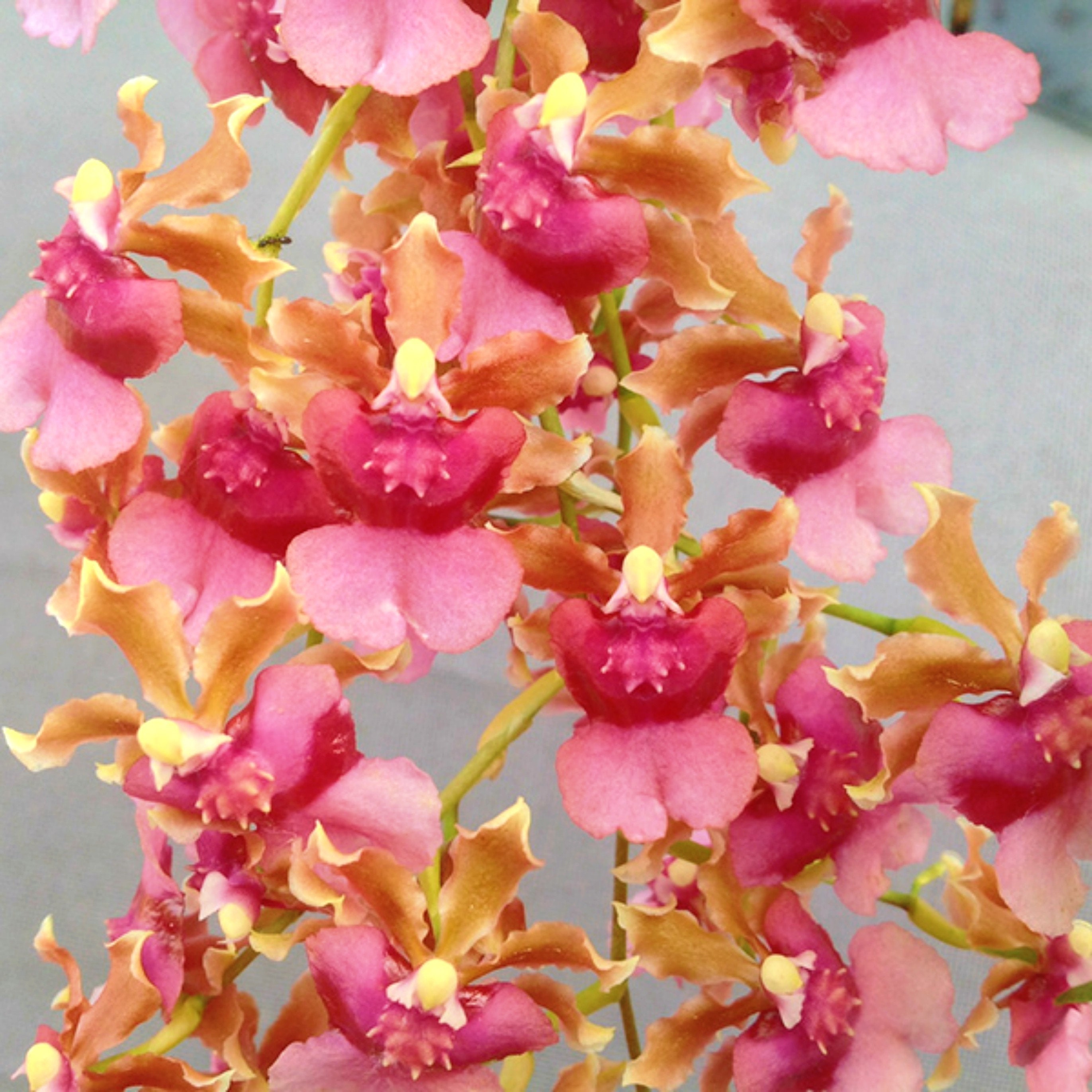 Oncidium orchid Pacific sunrise "Hakalau" ~Orchid live plant~Sweet Fragrance