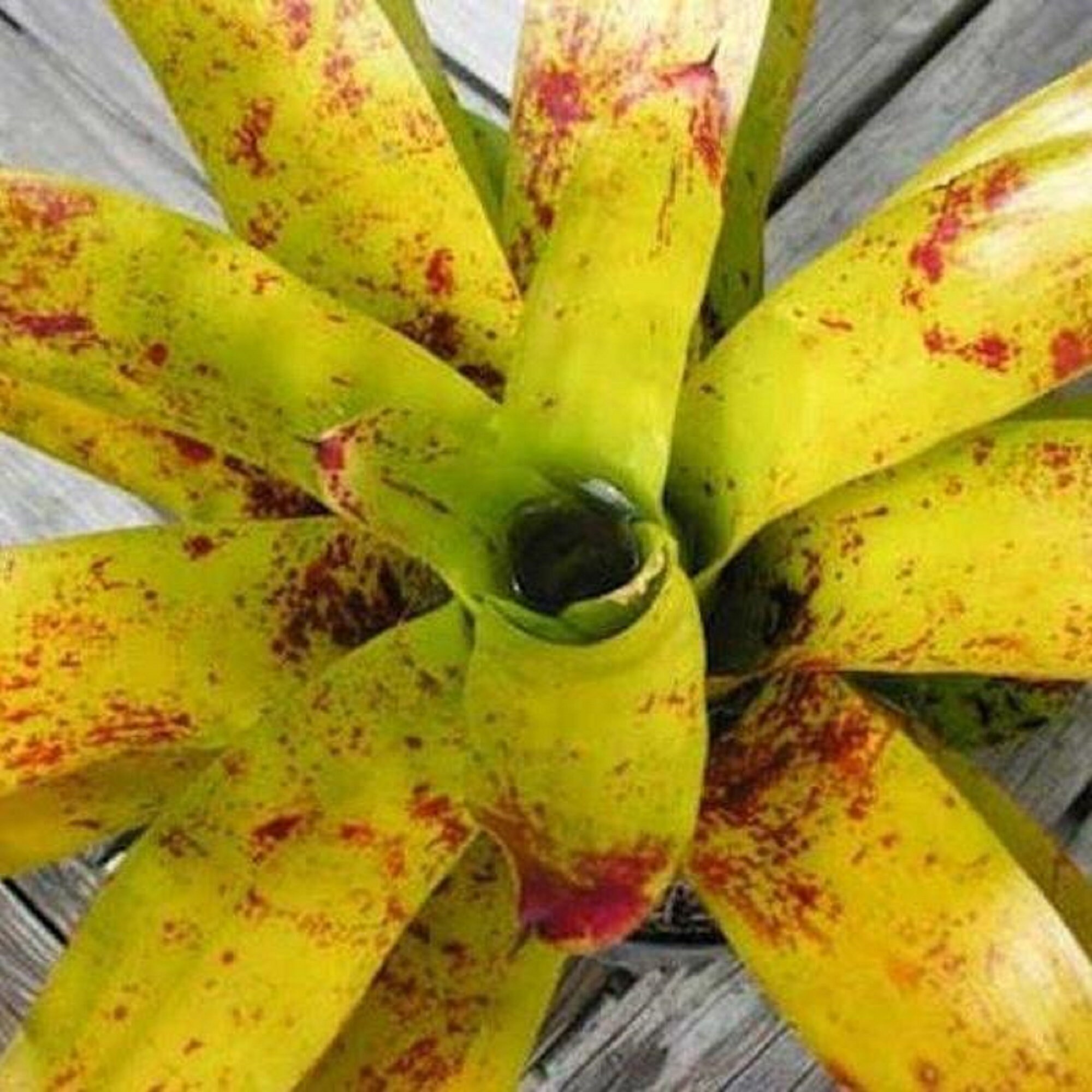 Gelbe neoregelia Kautskyi bromelie lebende Pflanze - Etsy.de