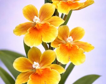 Oncidium Orchid Brazilian Sun Yellow Fragrant Flowers- Live Plant