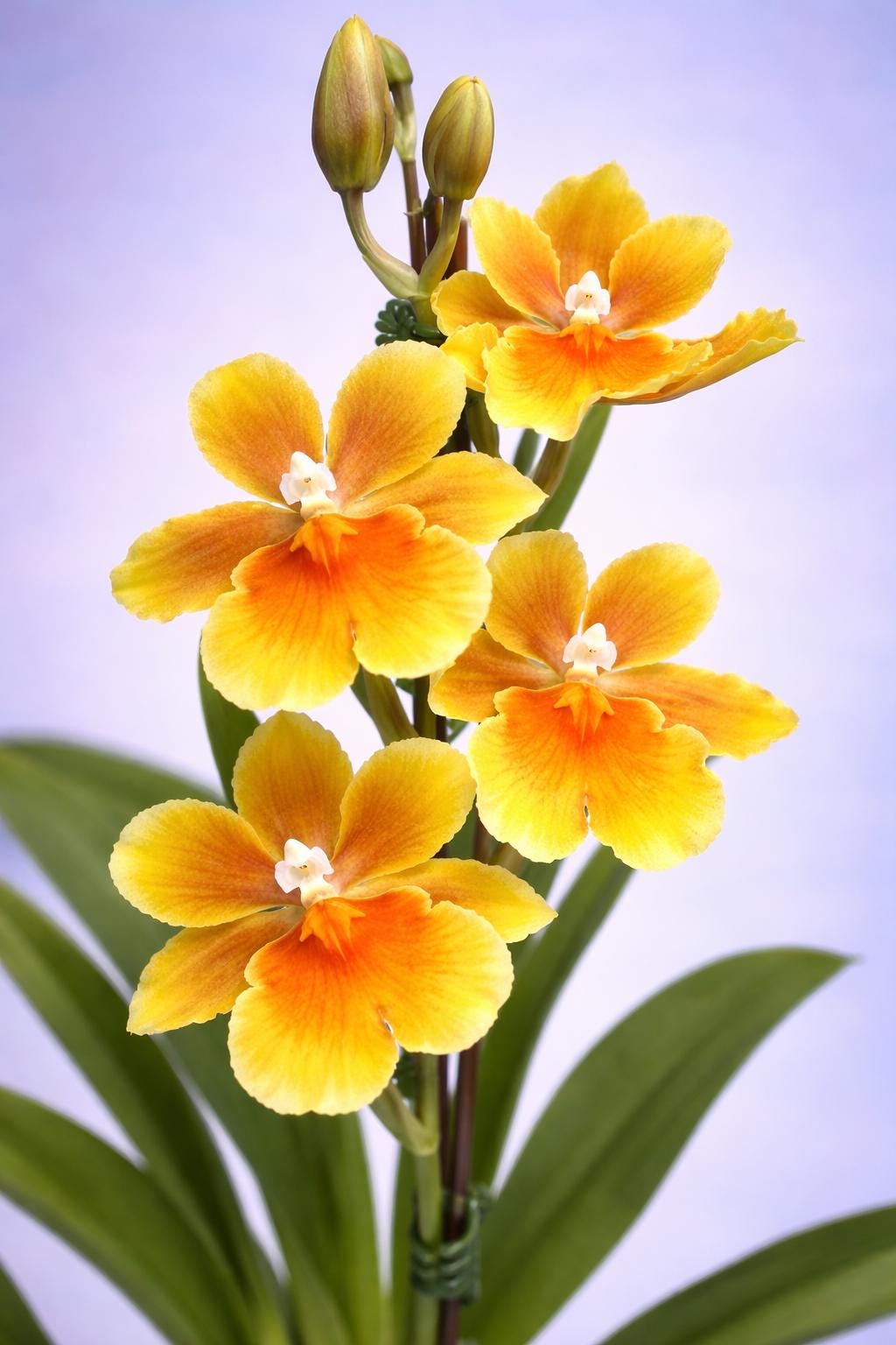 Oncidium Orchid Brazilian Sun Yellow Fragrant Flowers- Live Plant