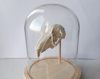 Hare Skull. Displayed in a bell jar.