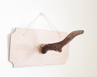 Roe Deer Antler Wall Hanging