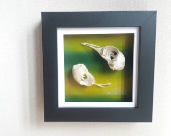 Framed Pigeon Skulls