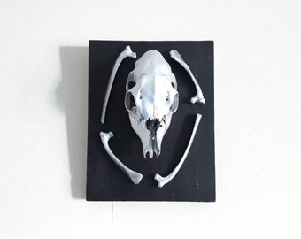 Roe Deer Skull Wall Mount