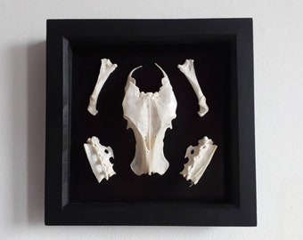 Framed Pheasant Bones