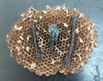 Wasp Nest And Animal Bones, on a wooden plaque.