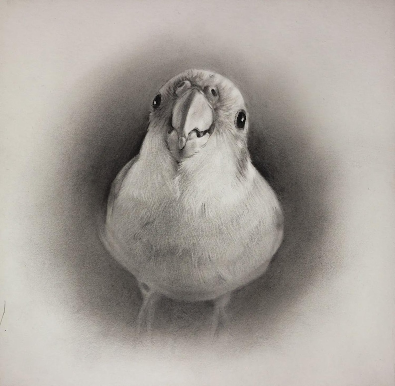Custom Bird Portrait - Realistic Charcoal Drawing, Bird Lover Gift - Etsy