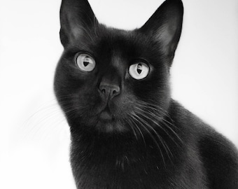 Custom Cat Portrait Drawing - Realistic Pencil Drawing, Unique Pet Gift