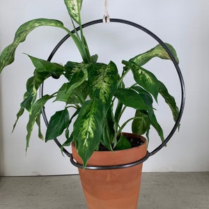 May include: A hanging planter with a terracotta pot and a green plant with variegated leaves. The planter is made of black metal and has a circular shape.