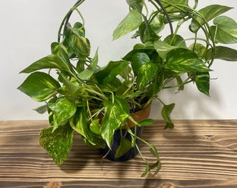 Circular Metal Plant Trellis - 9” Circle - Handcrafted - Waxed Steel - Minimalist - Indoor Plants - Houseplants - FREE SHIPPING