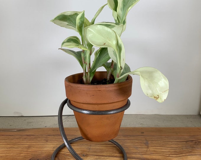 Desktop Plant Stand Indoor Plants Houseplants Plant Etsy