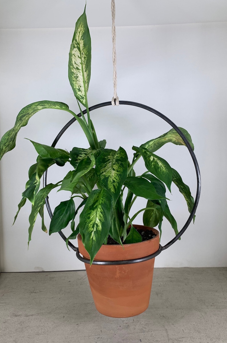 May include: A hanging planter with a terracotta pot and a green plant with variegated leaves. The planter is made of black metal and has a circular shape.