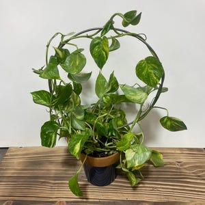 May include: A potted pothos plant with vibrant green and yellow leaves, supported by a circular metal trellis. The plant is in a navy blue ceramic pot with a brown rim, set against a wooden surface.
