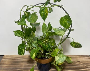 Circular Metal Plant Trellis - 12” Circle - Handcrafted - Waxed Steel - Minimalist - Indoor Plants - Houseplants - FREE SHIPPING