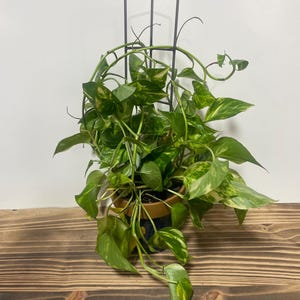 May include: A potted plant with variegated leaves growing up a black metal trellis. The plant is in a brown pot with blue and white designs. The plant is on a wooden surface.