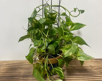 Angled Plant Trellis - 18&quot;x4&quot; - Handcrafted - Metal Trellis - Indoor Plants - Houseplants - Climbing Plants - FREE SHIPPING