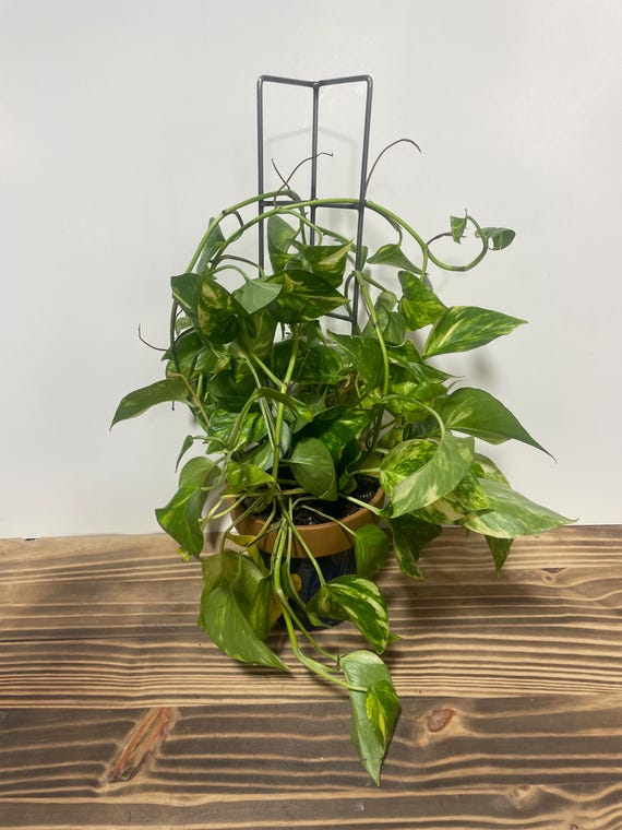 Angled Plant Trellis - 18"x4" - Handcrafted - Metal Trellis - Indoor Plants - Houseplants - Climbing Plants - FREE SHIPPING