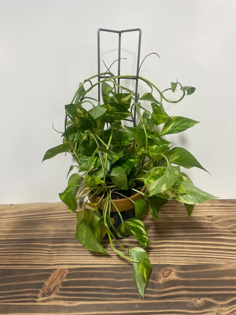 May include: A potted plant with variegated leaves growing up a black metal trellis. The plant is in a brown pot with blue and white designs. The plant is on a wooden surface.