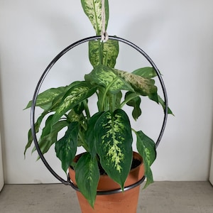 May include: A potted plant with green and white leaves hangs from a black metal ring. The plant is suspended from the ceiling with a white rope.