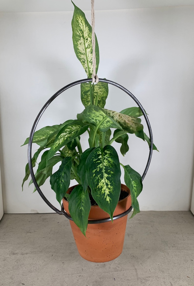 May include: A potted plant with green and white leaves hangs from a black metal ring. The plant is suspended from the ceiling with a white rope.