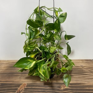 Philodendron Trellis - Etsy