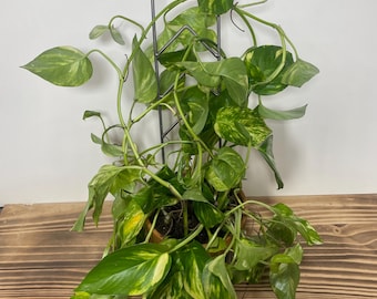 Round Top Chevron Vertical Plant Trellis - 18” x 3.5” - Handcrafted Metal - Indoor Plants -Houseplants – Climbing Plants - FREE SHIPPING