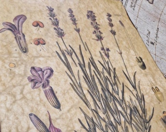 Vintage Floral Art Replica • Lavender (Lavandula vera), Köhler's Medizinal-Pflanzen