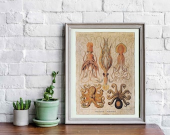 Ernst Haeckel Gamochonia Art Print • Gold Paint, Beeswax Finish