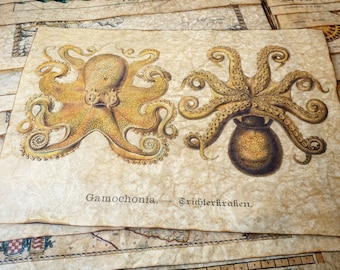 Vintage Biology Art Replica • Gamochonia by Ernst Haeckel • Handcrafted Print, Illuminated with Gold Paint, Beeswax Finish