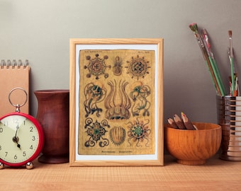 Narcomedusae • 1904, Ernst Haeckel • Beeswax Finish, Burned Edges, Gold Paint • Handcrafted Art Replica