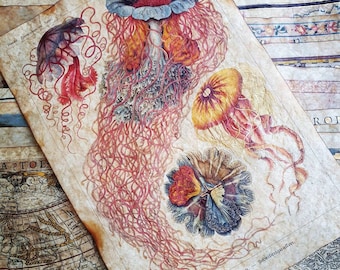 Discomedusae • 1904, Ernst Haeckel • Beeswax Finish, Burned Edges, Gold Paint • Handcrafted Art Replica