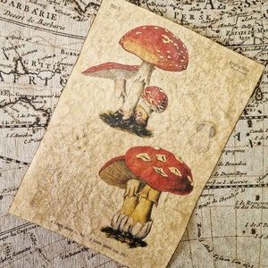 Réplique d'art floral vintage en papier ciré fait main • Champignon amanite muscaria, Köhler's Medizinal-Pflanzen