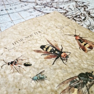 Vintage Biologie Kunst Replica • Hymenoptera, 1776 • Handgefertigter Druck, mit Goldfarbe beleuchtet, mit Bienenwachs überzogen