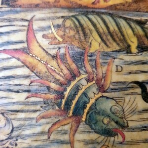 May include: A detailed illustration of a sea creature with a fish-like body and multiple appendages. The creature has a blue-green head, a red tongue, and is adorned with gold accents. The artwork is part of a larger, antique illustration.