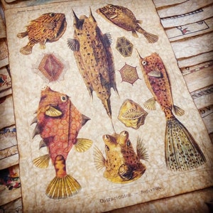 Vintage Biologie Kunst Replica • Ostraciontes von Ernst Haeckel • Handgefertigter Druck, beleuchtet mit Goldfarbe, Bienenwachs-Finish