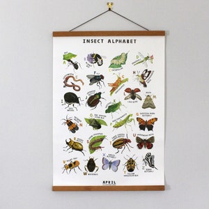 Insect Alphabet - A2 Poster
