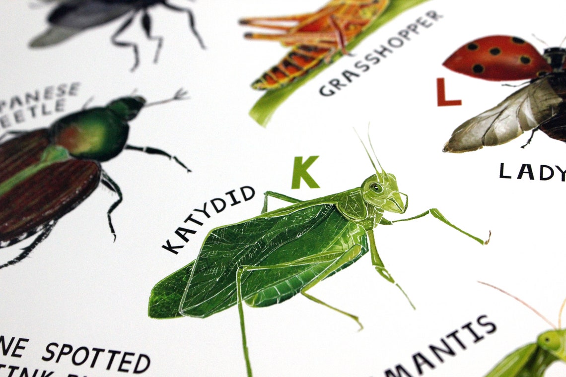 Insect Alphabet A2 Poster Insect Art Print | Etsy